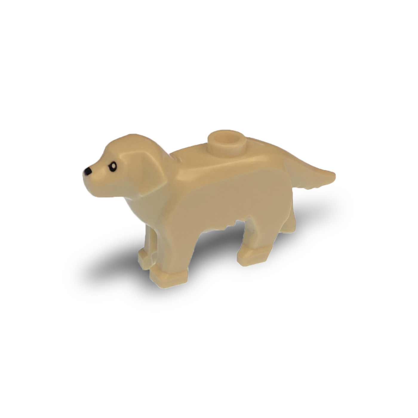 Labrador / Golden Retriever